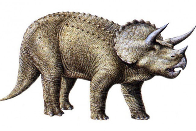 Фаллоимитатор Ceratops - 21,5 см., O-Products